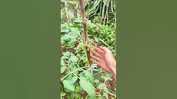 Tỉa cành cà chua #trồngcây