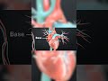 Anatomy of the Heart | Visual Learning Overview