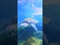 🤿 Snorkeling the Lagoon at Hilton Waikoloa Village Resort 🤿#HawaiiSnorkeling #HiltonWaikoloaVillage