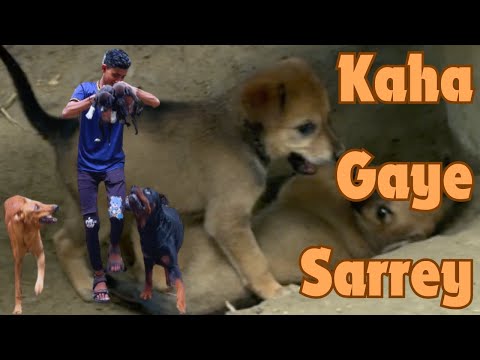 Chameli Ke Sarrey Bachey Alag Alag Hogaye Hain - Pata Nahi Kaha Kaha.