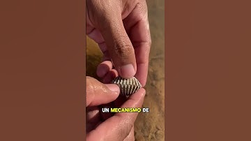 HALLÓ una perla muy VALIOSA en el interior de esta ostra 🤩🤑