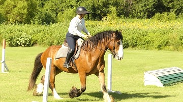 Merlin - walk, trot, canter, transitions! - ValleyViewRanch.net