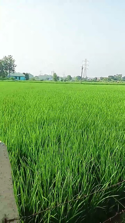 koi jaanta bhi hai ek Dane mein Kitna samay lagta hai chawal ka #akashahuja #namikpaul