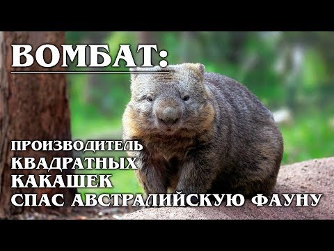 Видео: Wombat Poop - кубический и другие захватывающие факты вомбата