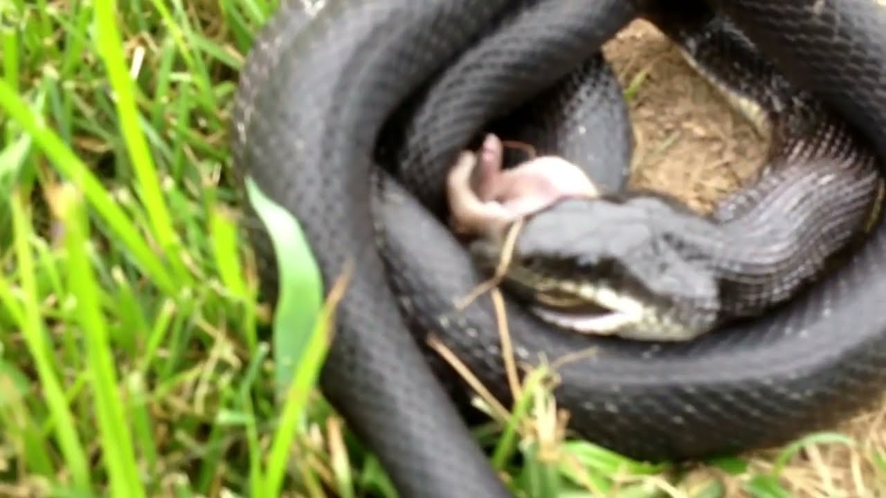 Black snake eating a mole in our yard! YouTube