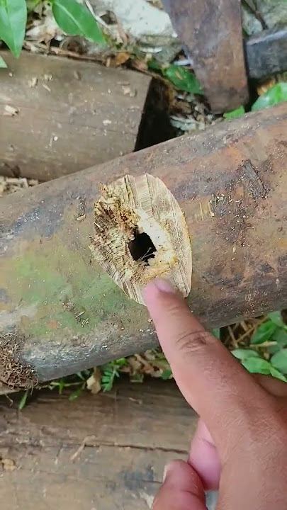 Making a Bamboo Cannon, Its Sound Shocks the Entire Village