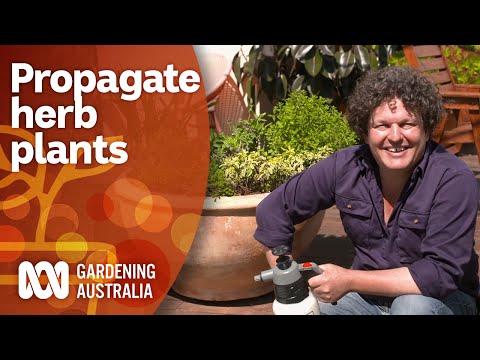 Video: What Makes An Herb Woody: Identification and growing Woody Herbs