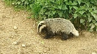 New Forest Explorers Guide - a badger cub quietly explores the area around the sett