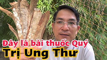 Đây là bài thuốc Quý trị Ung Thu, cây Trâm bầu. PHAN HẢI Channel