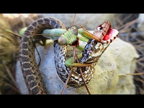 Video: Peygamberdevesi böceği hakkında en ilginç bilgiler