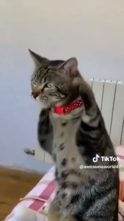Торт в виде кошки#кошки#cat😂🤣😂😺🐈‍⬛ - YouTube