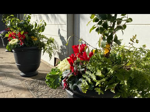 Revamping Containers for Winter in Zone 9 Climates// Warm Climate Winter Planters