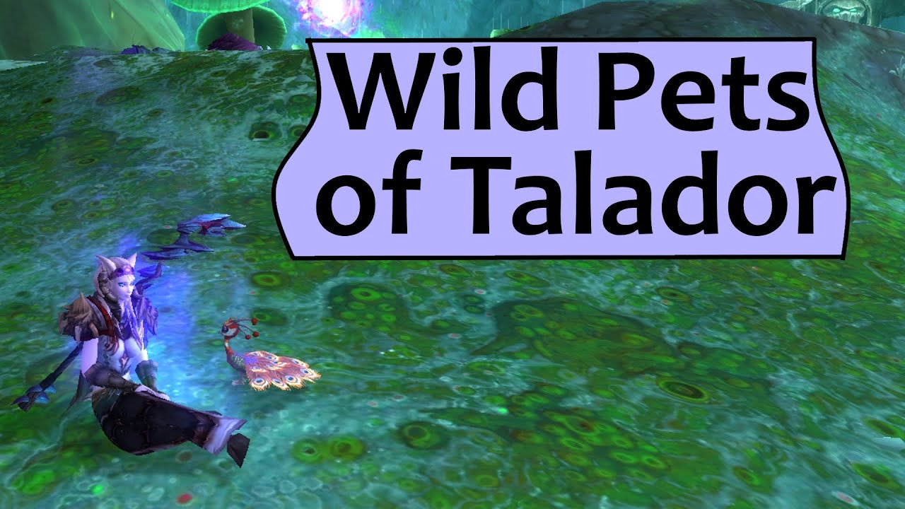 Wild Battle Pets of Talador Draenor Safari Guide YouTube