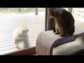 逃げずにサルに立ち向かうはな姉さん！-Hana doesn't run away and faces Japanese macaques!.-