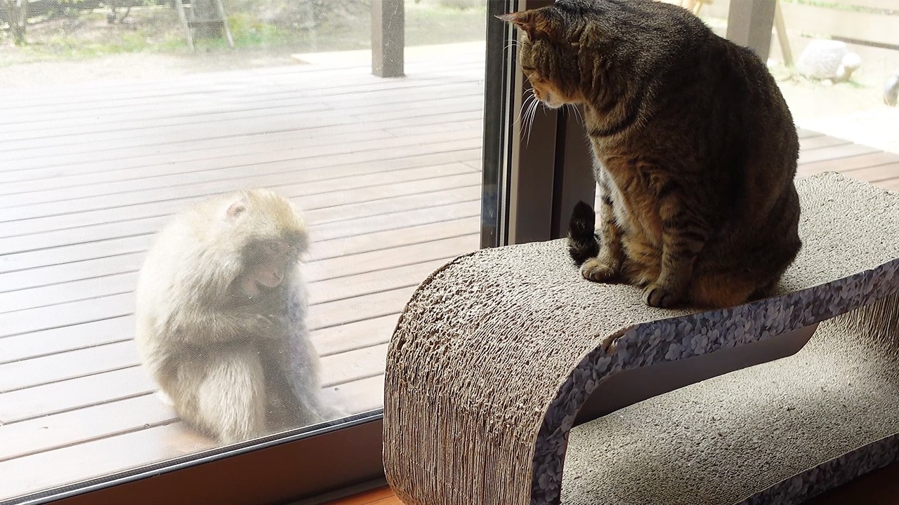 逃げずにサルに立ち向かうはな姉さん！-Hana doesn't run away and faces Japanese macaques!.-