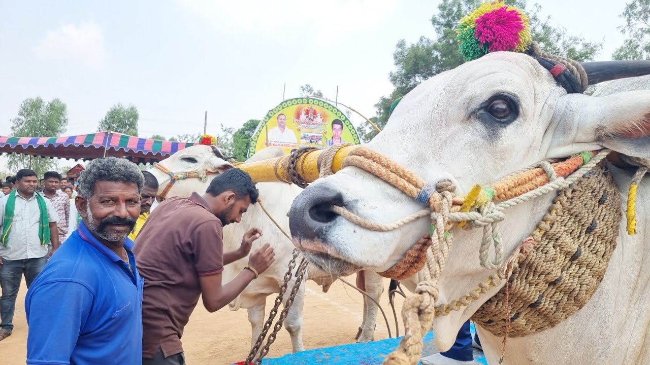 దేవుని పడకల్ సీనియర్స్ విభాగం బండలాగుడు పోటీలు 1వ జత GP చౌదరి బుల్స్