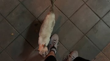 random videos i have saved on my phone #1 (1 Hour)