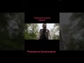 Реакция на Соника шина