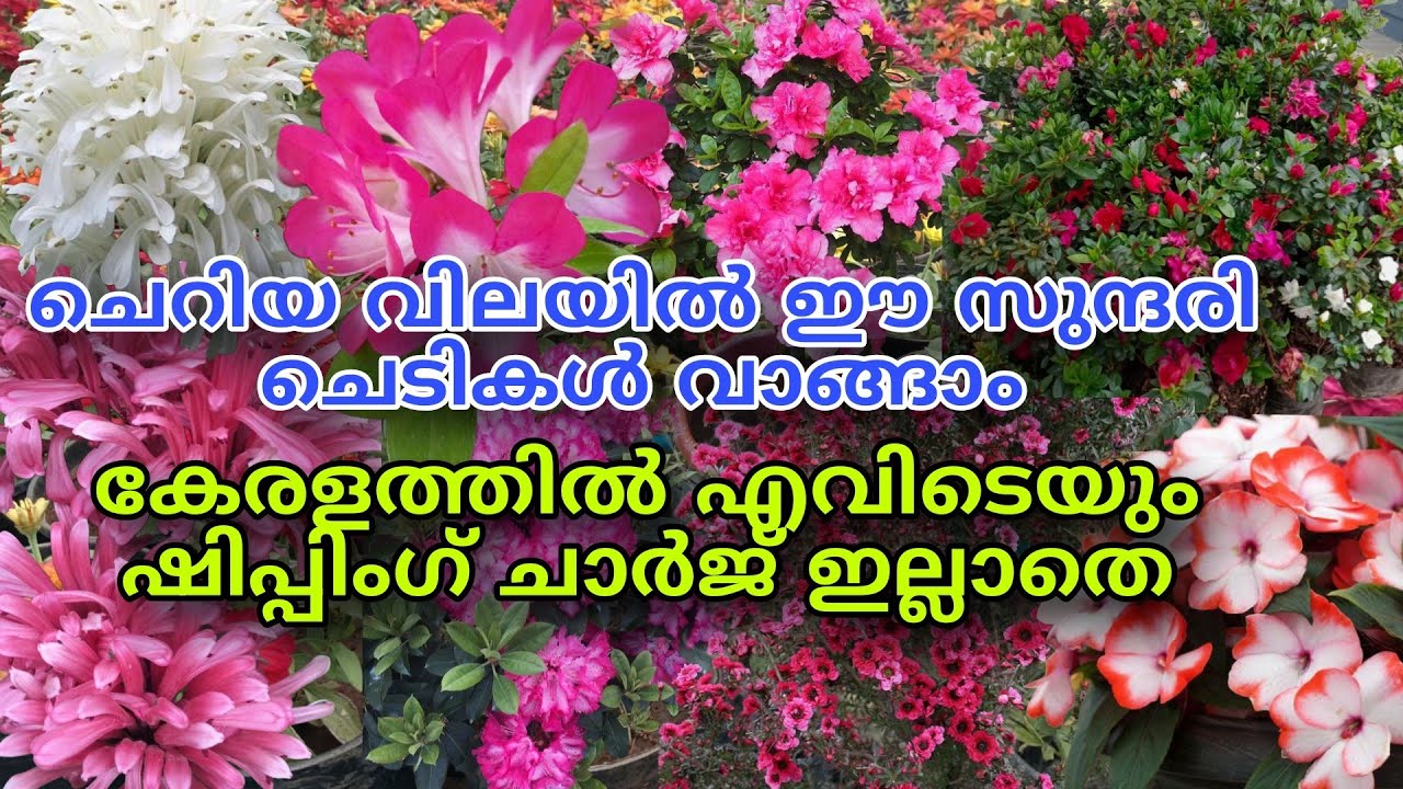 🔥🌺📦 കേരളത്തിൽ എവിടെയും ഫ്രീ ഷിപ്പിങ് ആയി ഇത്രയും ചെടികൾ വാങ്ങാം #reels #viral #trending 