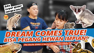 Gerebek Koleksi NOCTURNAL PROJECT GLIDER | Sugar Glider Lucu & Hewan Eksotis Ada di Sini