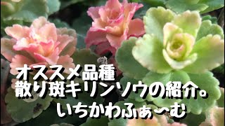 散り斑キリンソウ - YouTube