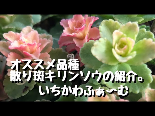 売り切れました。キリンソウ 大覆輪 散り斑キリンソウ - YouTube