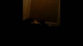 Scaring Sampson the cat ....... his reaction tho