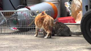 街貓 TNR 捕貓失敗畫面-3 20110317 12:19