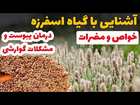 اسفرزه خواص اسفرزه فواید اسفرزه اسفرزه برای چی خوبه