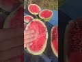 watermelon 🍉 #garden #gardening #watermelon #farming101 #viral