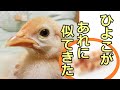ひよこがあれに似てきた【ひよこ飼育】#10
