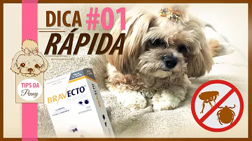Como dar o Bravecto para o cão?