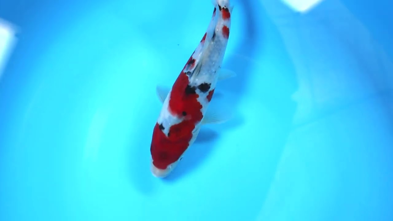 第5回ライブ鯉カップ Part I】260208-099の出品鯉のご紹介！！ - YouTube