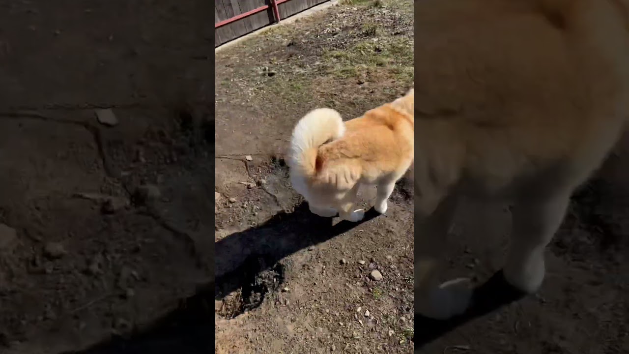 С японского острова Хонсю