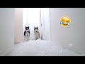 Hallway Full Of Ice Prank on my Husky!