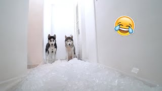 Hallway Full Of Ice Prank on my Husky! Hallway Full Of Water Prank On My Huskies