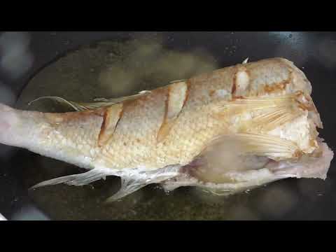 fish video part 4