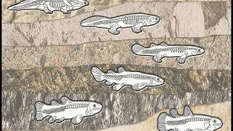 Fossils: Evidence of Evolution?