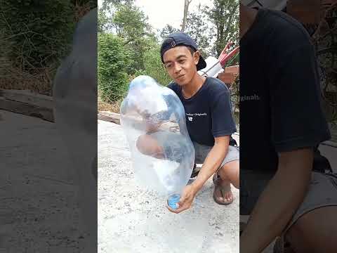 Video: Gejala ISK pada Anjing