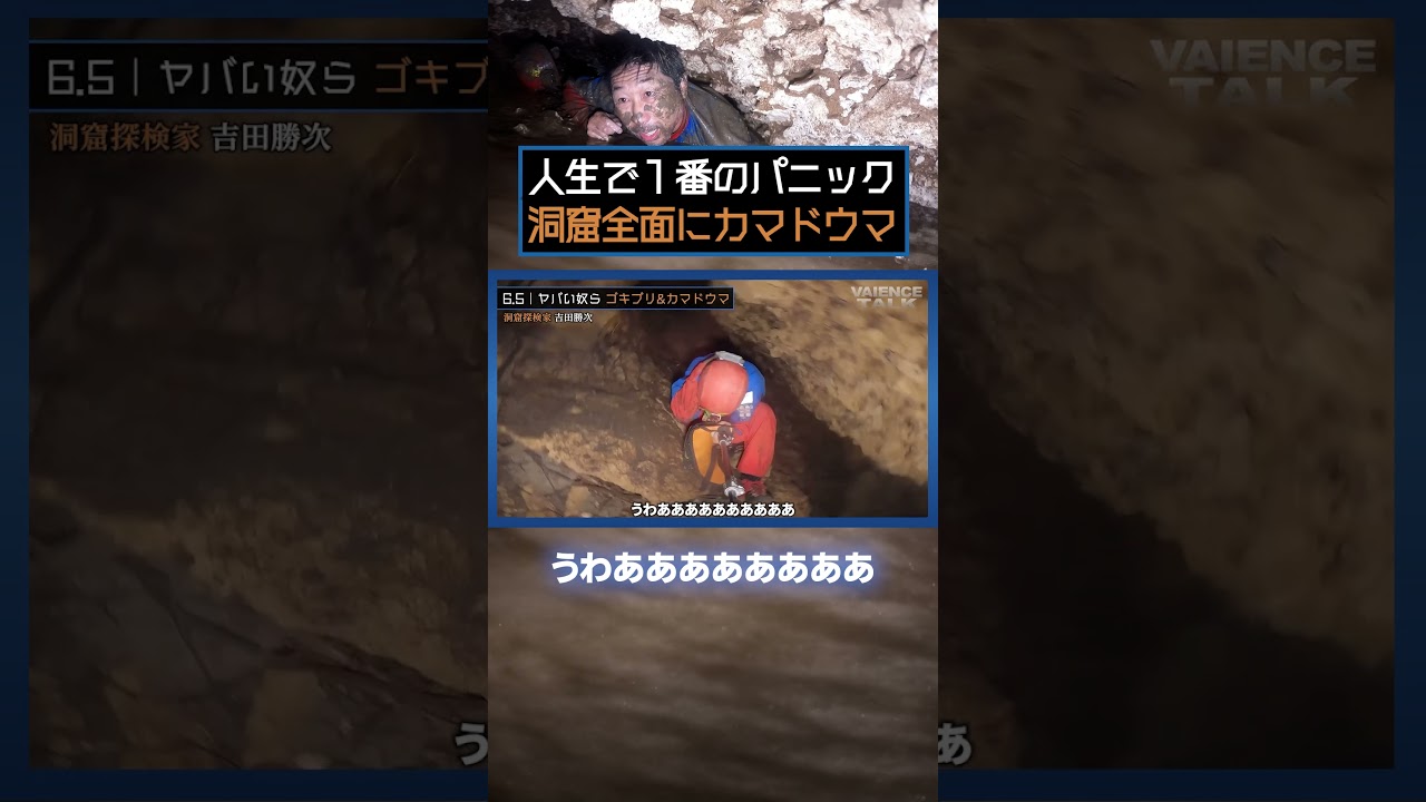 洞窟全面に張り付く数千匹のカマドウマに遭遇