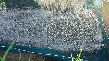 Cách bắt cá đơn giản của lão nông trong ruộng lúa thu về vài tạ cá rô đồng non | Khám Phá Vùng Quê