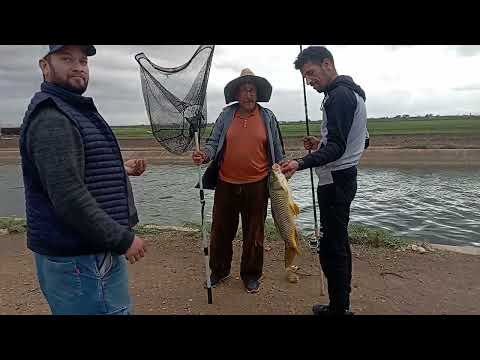 صيد البوري في الواد الطريقة لي ما كيعرفها حتى واحد