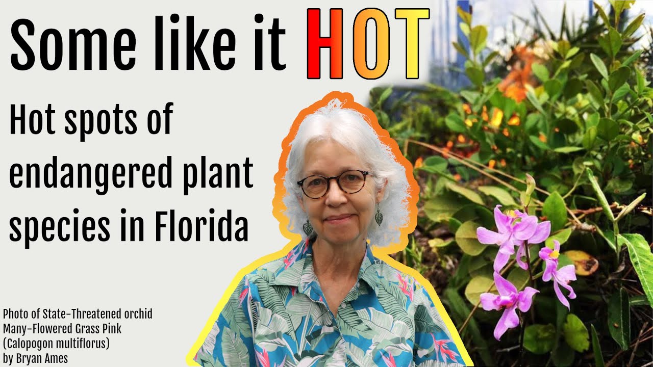 Some like it HOT - Hot spots of endangered plant species in Florida with Dr. Patti Anderson