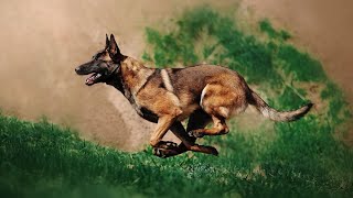 The Belgian Malinois💥Challenges and Rewards for Responsible Owners💚 by Pets Avenues 162 views 11 months ago 2 minutes, 48 seconds