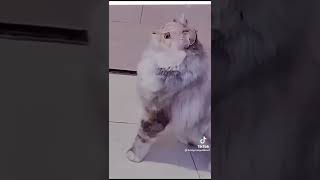 Funny 🐈 🤣 by Pets World 1 view 1 year ago 1 minute, 4 seconds