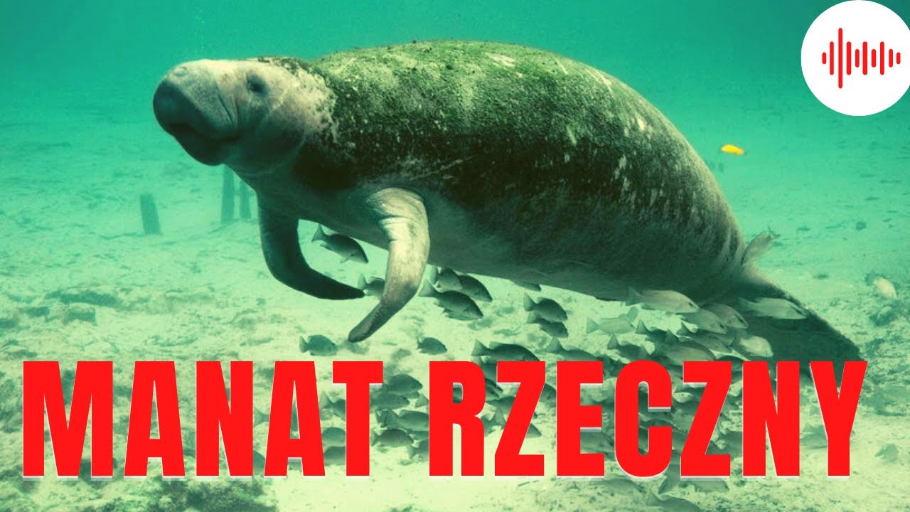 manat-rzeczny-odg-osy-manata-rzecznego-d-wi-ki-manata-rzecznego