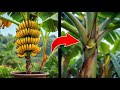 I Grew a Banana Plant From Seed
