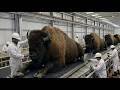 Inside the Premium Bison buffalo Leather Factory: Crafting Luxury Shoes (Full Process)