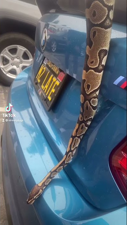 Snakes on a BMW