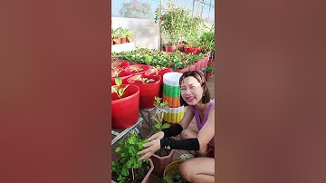 Có ACE nào Ươm Kale kiểu này chưa!!#nhatrangsadec #trongrausanthuong #thuytrangsadec